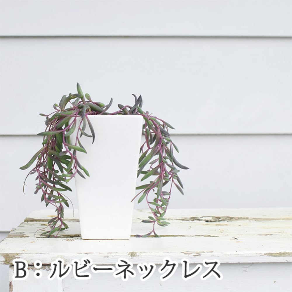 Amazon｜[World Fantasy Garden] 苗 多肉植物 ルビーネックレス 1鉢